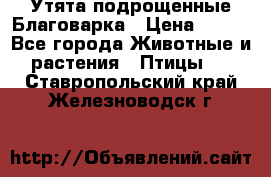 Утята подрощенные Благоварка › Цена ­ 100 - Все города Животные и растения » Птицы   . Ставропольский край,Железноводск г.